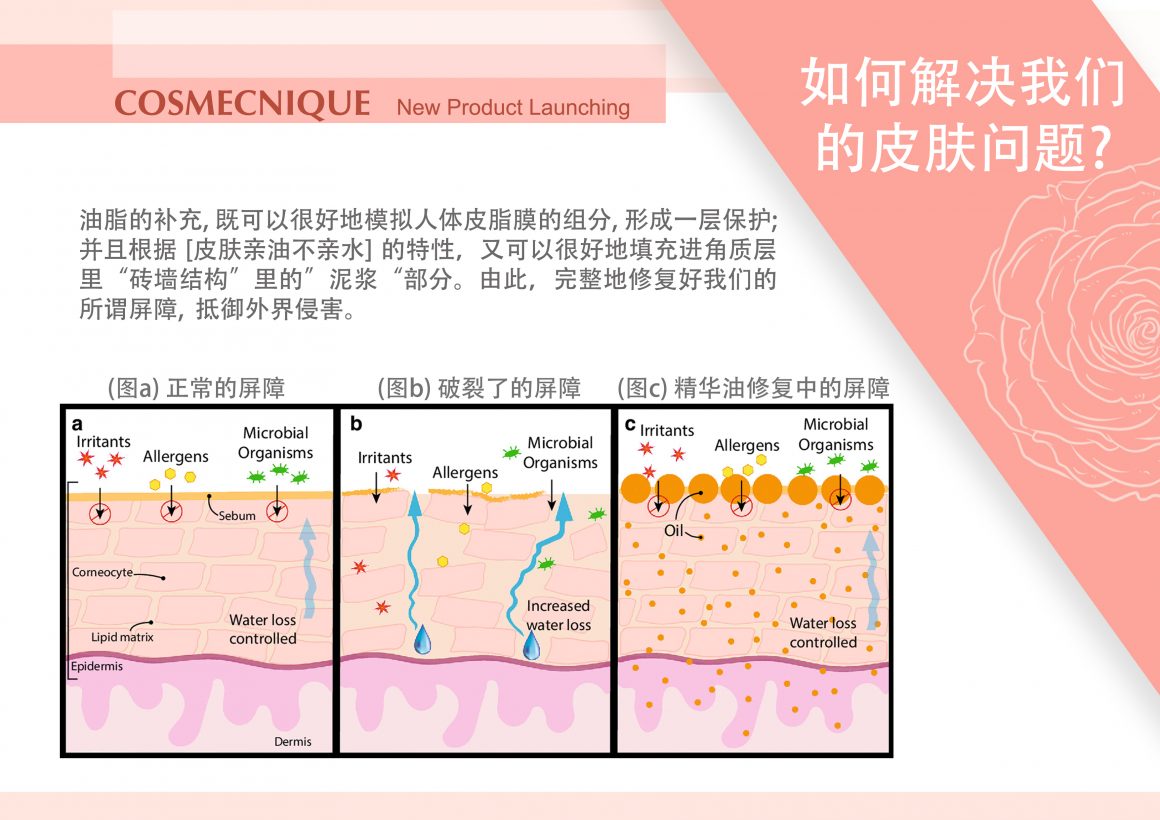 Cosmecnique Rose Centifolia Booster & Face Oil Series